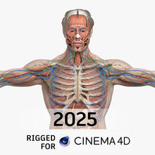 Load image into Gallery viewer, CINEMA 4D RIGGED Complete Male Anatomy PACK V9 2025