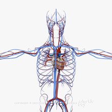 Load image into Gallery viewer, Male Circulatory System 3D Model