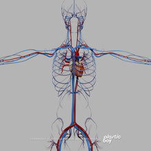 Load image into Gallery viewer, BLENDER RIGGED Complete Female Anatomy PACK V9 2025