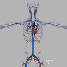 Load image into Gallery viewer, 3DS MAX RIGGED Complete Female Anatomy PACK V9