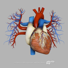 Load image into Gallery viewer, STANDARD Complete Female Anatomy PACK V9 2025