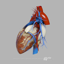 Load image into Gallery viewer, BLENDER RIGGED Complete Female Anatomy PACK V9 2025