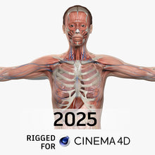 Load image into Gallery viewer, CINEMA 4D RIGGED Complete Female Anatomy PACK V9