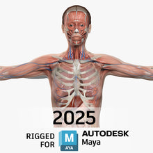 Load image into Gallery viewer, MAYA RIGGED Complete Female Anatomy PACK V9 2025