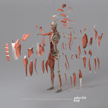 Load image into Gallery viewer, 3DS MAX RIGGED Complete Female Anatomy PACK V9