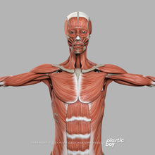 Load image into Gallery viewer, MAYA RIGGED Complete Female Anatomy PACK V9 2025