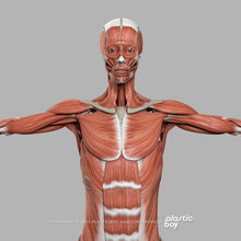 Load image into Gallery viewer, Female Muscular & Skeletal System 3D Model