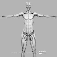 Load image into Gallery viewer, Female Muscular & Skeletal System 3D Model