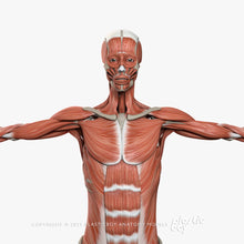 Load image into Gallery viewer, Female Muscular & Skeletal System 3D Model