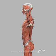 Load image into Gallery viewer, 3DS MAX RIGGED Complete Female Anatomy PACK V9