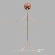 Load image into Gallery viewer, BLENDER RIGGED Complete Female Anatomy PACK V9 2025