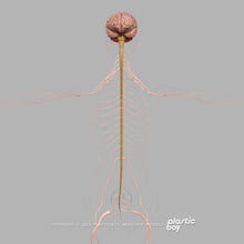 Load image into Gallery viewer, STANDARD Complete Female Anatomy PACK V9 2025