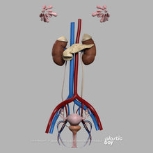 Load image into Gallery viewer, Female Urinary, Reproductive and Endocrine Systems 3D Model