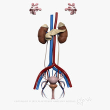 Load image into Gallery viewer, Female Urinary, Reproductive and Endocrine Systems 3D Model