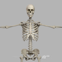 Load image into Gallery viewer, MAYA RIGGED Complete Female Anatomy PACK V9 2025