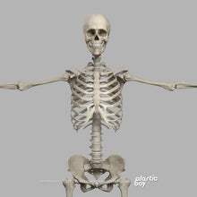 Load image into Gallery viewer, BLENDER RIGGED Complete Male and Female Anatomy PACK V9 2025