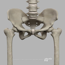 Load image into Gallery viewer, BLENDER RIGGED Complete Female Anatomy PACK V9 2025