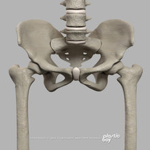 Load image into Gallery viewer, STANDARD Complete Female Anatomy PACK V9 2025