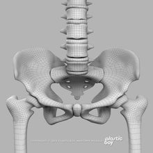 Load image into Gallery viewer, STANDARD Complete Female Anatomy PACK V9 2025