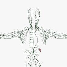 Load image into Gallery viewer, Male Lymphatic System 3D Model