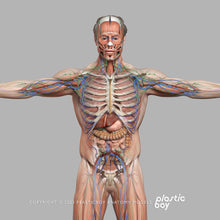 Load image into Gallery viewer, BLENDER RIGGED Complete Male Anatomy PACK V9 2025