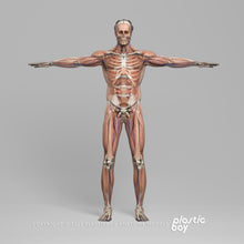 Load image into Gallery viewer, BLENDER RIGGED Complete Male Anatomy PACK V9 2025
