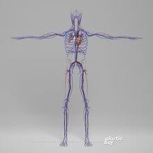 Load image into Gallery viewer, BLENDER RIGGED Complete Male Anatomy PACK V9 2025