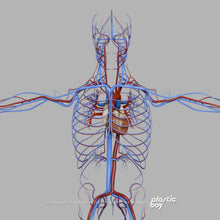 Load image into Gallery viewer, BLENDER RIGGED Complete Male and Female Anatomy PACK V9 2025