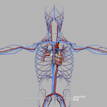 Load image into Gallery viewer, Male Circulatory System 3D Model