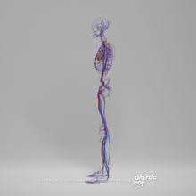 Load image into Gallery viewer, Male Circulatory System 3D Model
