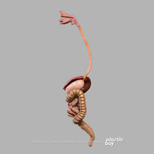 Load image into Gallery viewer, Male Digestive System 3D Model
