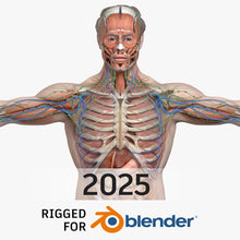 Load image into Gallery viewer, BLENDER RIGGED Complete Male Anatomy PACK V9 2025