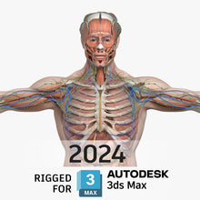 Load image into Gallery viewer, 3DS MAX RIGGED Complete Male Anatomy PACK V9