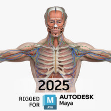 Load image into Gallery viewer, MAYA RIGGED Complete Male Anatomy PACK V9 2025