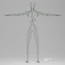 Load image into Gallery viewer, CINEMA 4D RIGGED Complete Male Anatomy PACK V9 2025