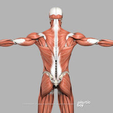 Load image into Gallery viewer, Male Muscular & Skeletal System 3D Model