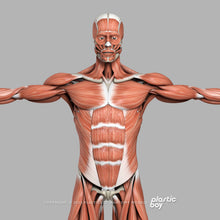 Load image into Gallery viewer, CINEMA 4D RIGGED Complete Male Anatomy PACK V9 2025