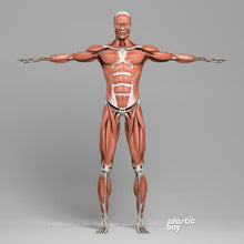Load image into Gallery viewer, BLENDER RIGGED Complete Male and Female Anatomy PACK V9 2025