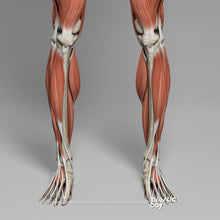 Load image into Gallery viewer, CINEMA 4D RIGGED Complete Male Anatomy PACK V9 2025