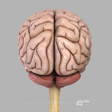 Load image into Gallery viewer, Male Nervous System 3D Model