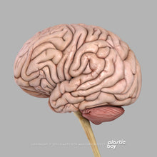 Load image into Gallery viewer, Male Brain 3D Model