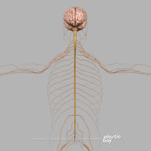 Load image into Gallery viewer, Male Nervous System 3D Model