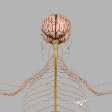 Load image into Gallery viewer, Male Nervous System 3D Model