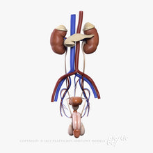 Load image into Gallery viewer, Male Urinary, Reproductive and Endocrine Systems 3D Model