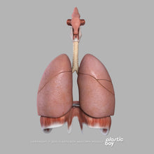 Load image into Gallery viewer, Male Respiratory System 3D Model