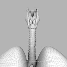 Load image into Gallery viewer, STANDARD Complete Male Anatomy PACK V9 2025