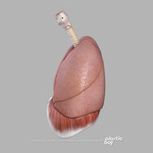 Load image into Gallery viewer, Male Respiratory System 3D Model