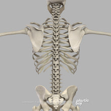 Load image into Gallery viewer, Male Muscular & Skeletal System 3D Model