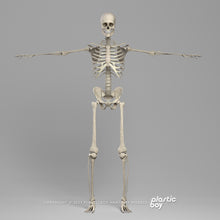 Load image into Gallery viewer, Male Skeletal System 3D Model