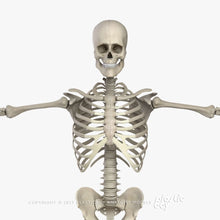 Load image into Gallery viewer, Male Skeletal System 3D Model